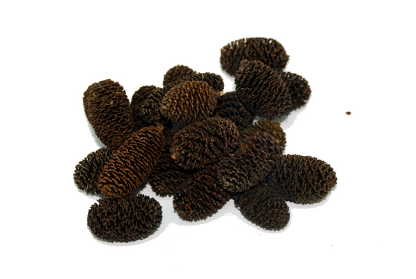 天然水質調整剤 やしゃぶしの実 20個入