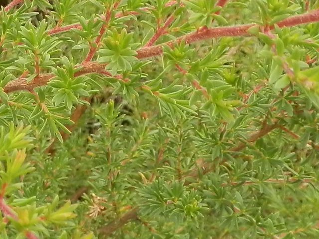 【オーストラリア産】2019年産　クンジア(クンゼア）精油5ml メール便可