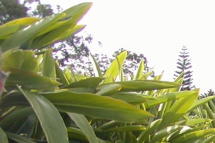 2017年7月産【オーストラリア】月桃オイル5ml メール便185円可