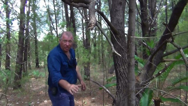 【オーストラリア産】ブルーサイプレス精油(KAKADU BLUE)5g 2025年産　メール便（送料195円可）