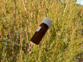 2019年【オーストラリア産】フラゴニア精油2ml