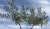 Olivetreewild