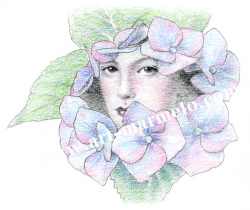 松原健治の版画「アジサイ」