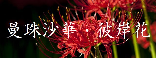 曼珠沙華・彼岸花