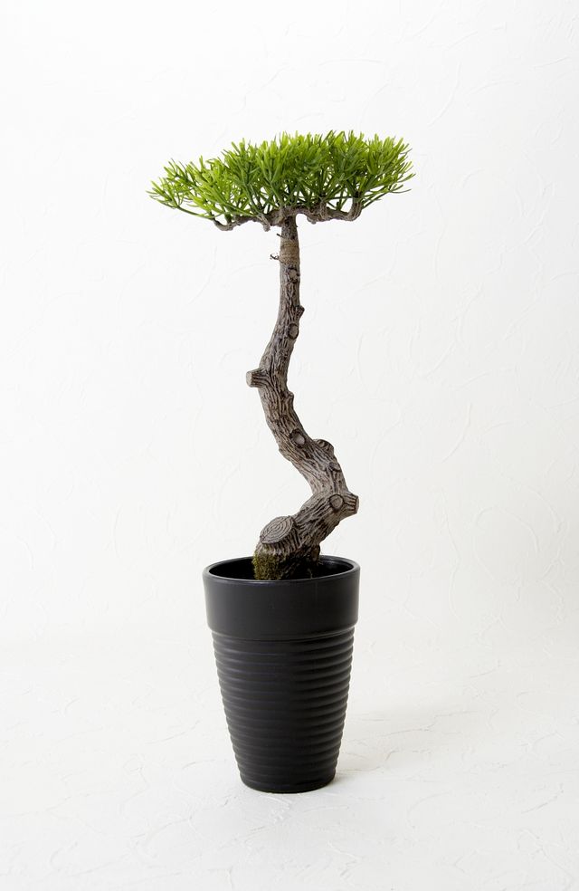 【造花 観葉植物】マキの鉢植え（スタイリッシュインテリアグリーン）