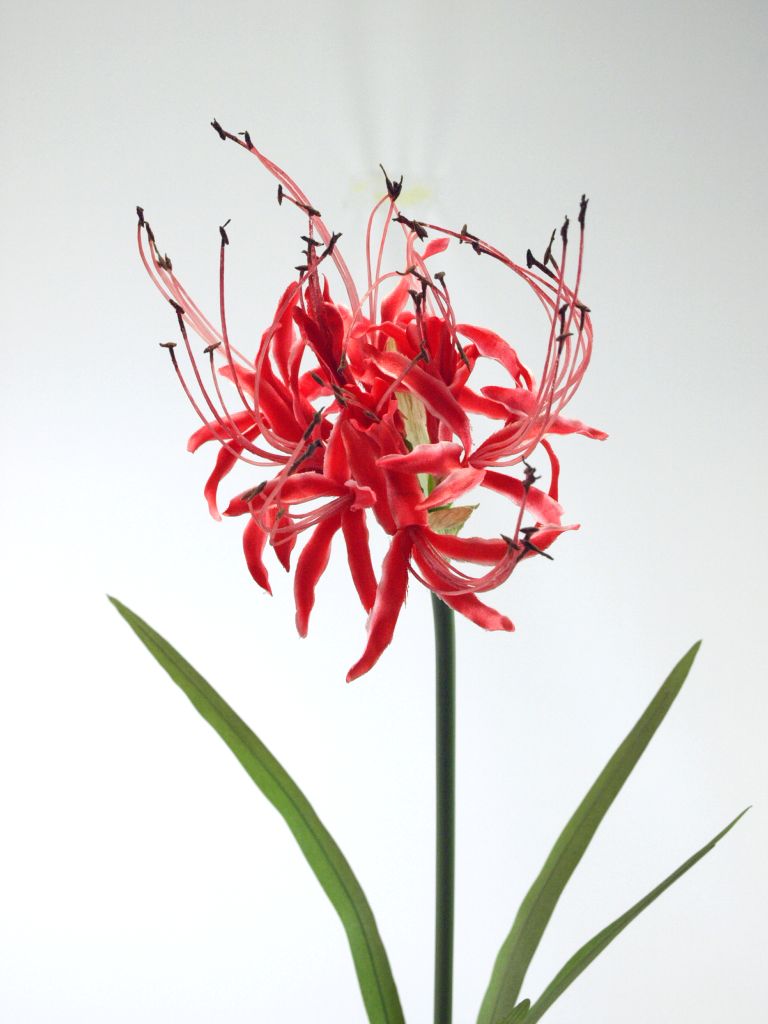 彼岸花 曼珠沙華 造花 シルクフラワー あーとみゆき