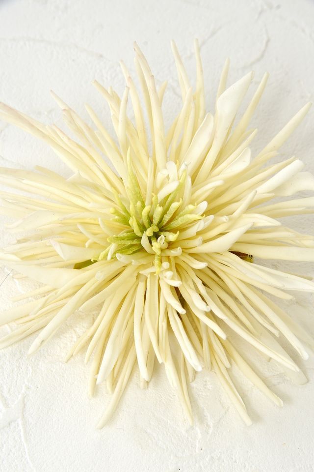 【コサージュ＆髪飾り・2wayタイプ】スパイダーマム／ホワイト