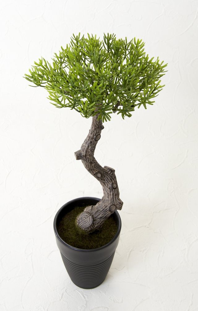 造花 観葉植物】マキの鉢植え（スタイリッシュインテリアグリーン