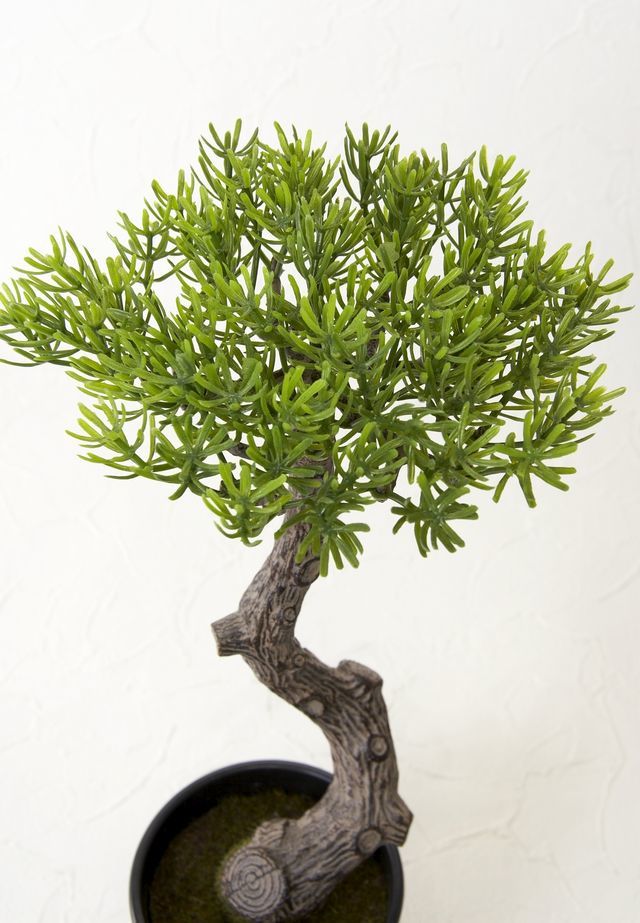 造花 観葉植物】マキの鉢植え（スタイリッシュインテリアグリーン