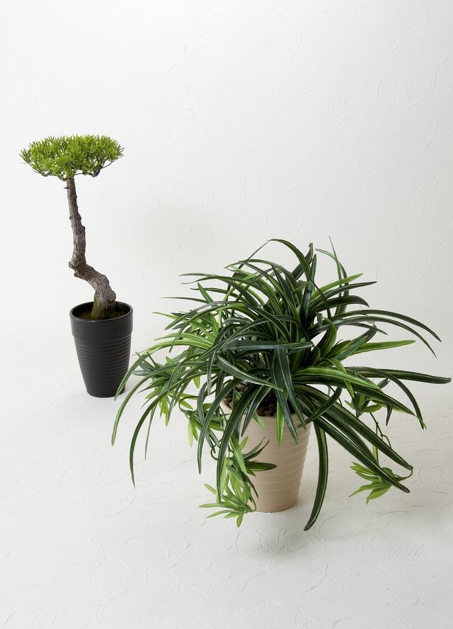 造花 観葉植物】マキの鉢植え（スタイリッシュインテリアグリーン