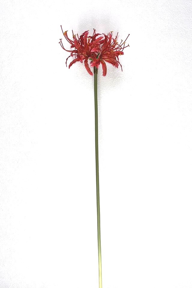 彼岸花／ネリネ（ダイヤモンドリリー）・リコリス【造花・アーティフィシャルフラワー・シルクフラワー】