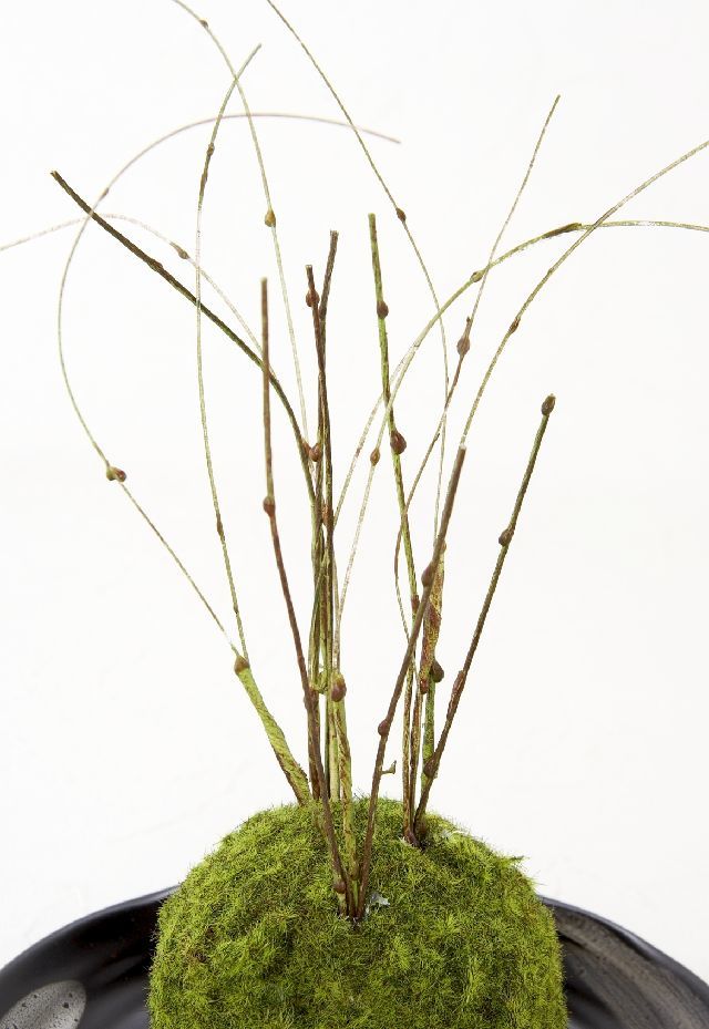 【造花 観葉植物 インテリアグリーン】こけ玉 和アレンジＫ（下皿付き）