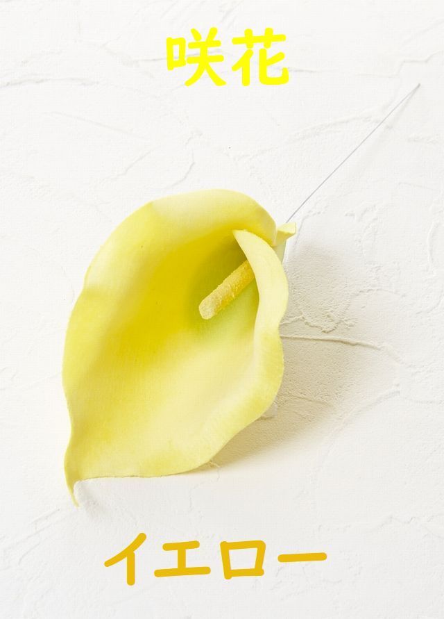 【アートフラワーパーツ・造花・染花・布花】カラー（咲花）