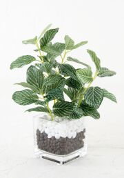 【造花 観葉植物 インテリアグリーン】フィットニアグリーン・ミニガラスポットアレンジ