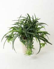 【造花 観葉植物】オリズルランの鉢植え（インテリアグリーン）