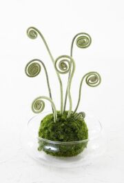 【造花 観葉植物 インテリアグリーン】こけ玉 ジャパニーズモダンアレンジメント（ガラス水盤花器付き）A