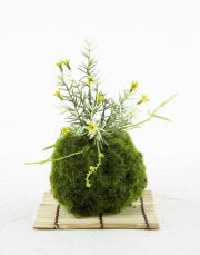 【造花 観葉植物 インテリアグリーン】苔玉 和風アレンジ20（下皿付き）