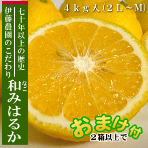 和みはるか４ｋｇ ２Ｌ～Ｍ（秀品）