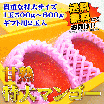 特大サイズ！甘熟アップルマンゴー2玉【ギフト箱入】