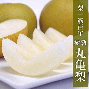 【送料無料】丸亀農園の「丸亀氷蔵梨(1.5ｋｇ)」【同梱不可】