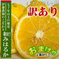 訳あり「和みはるか４ｋｇ」不揃い・外皮に傷・黒点あり