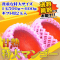 特大サイズ！甘熟アップルマンゴー2玉【ギフト箱入】