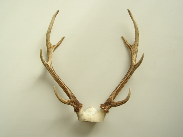【本州シカの角・中】2010捕獲・長野県産