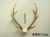【本州シカの角・中】2010捕獲・長野県産