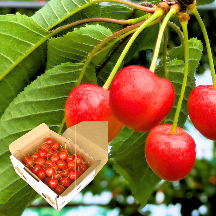 予約[B-1] 天野農園 佐藤錦バラ詰め500g