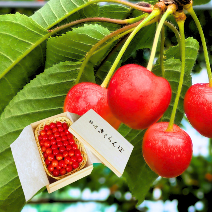 予約[F-1] 天野農園 佐藤錦 桐箱入 特秀 L-2L玉