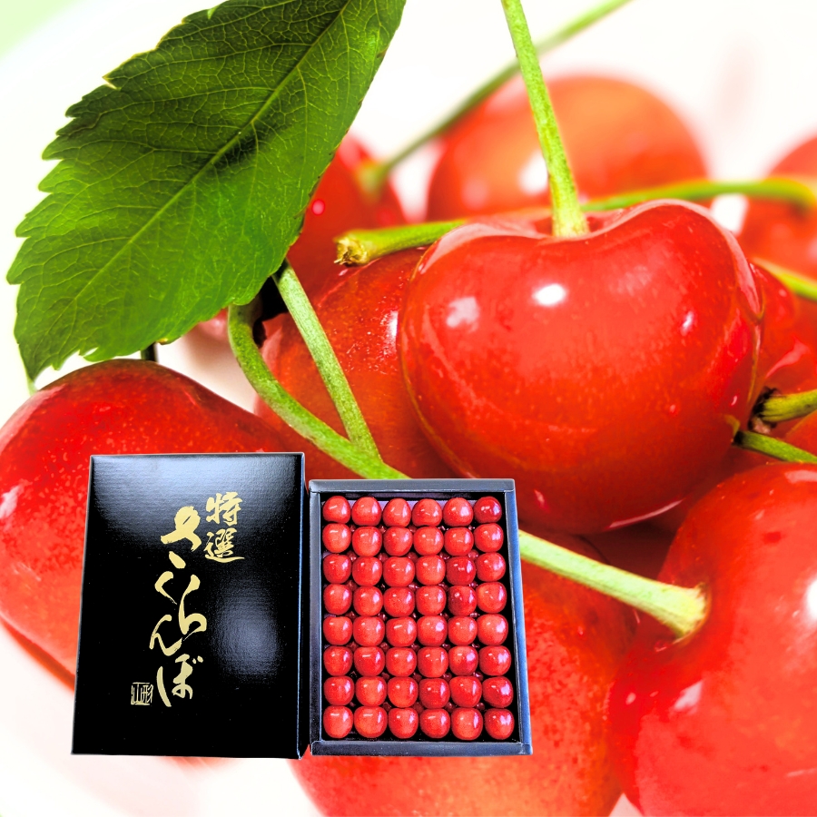 予約[Z-12] 山形県産 佐藤錦 鏡詰め500g L-2L