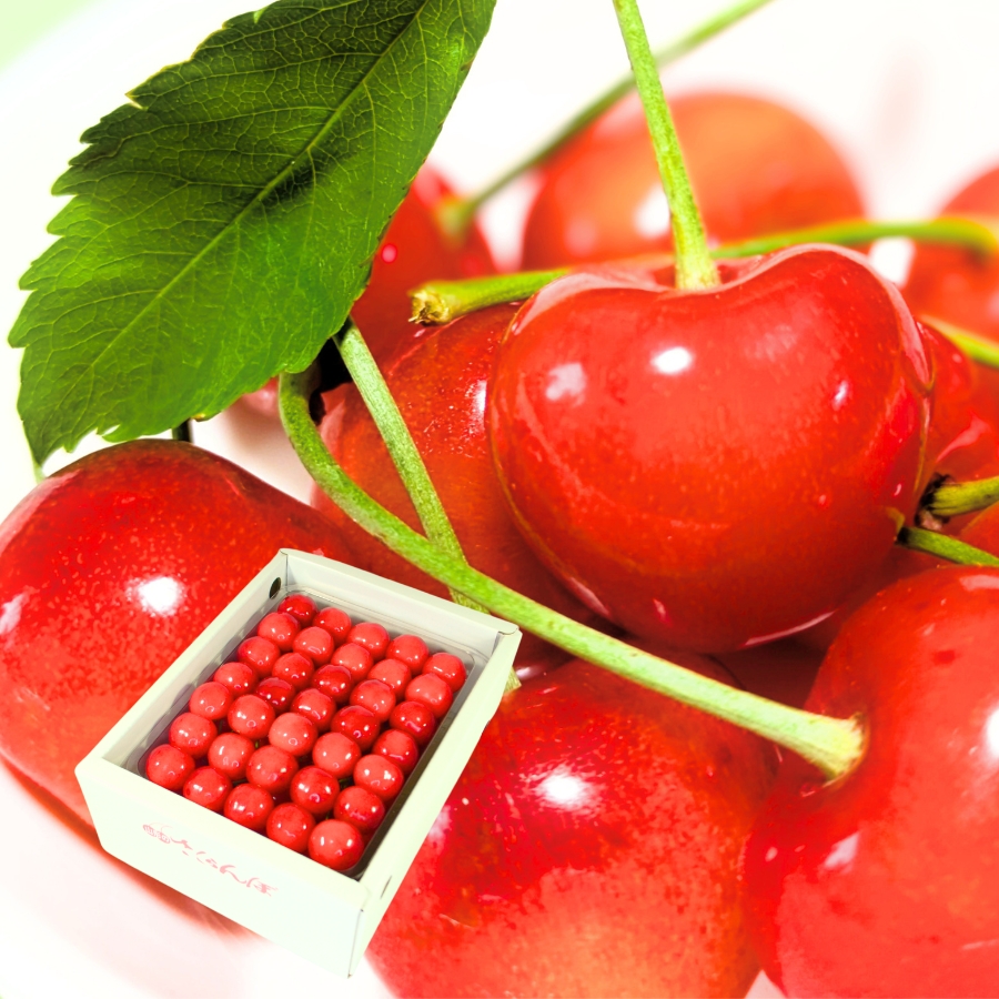 予約[Z-18] 山形県産 佐藤錦 並び詰め 500g L-2L