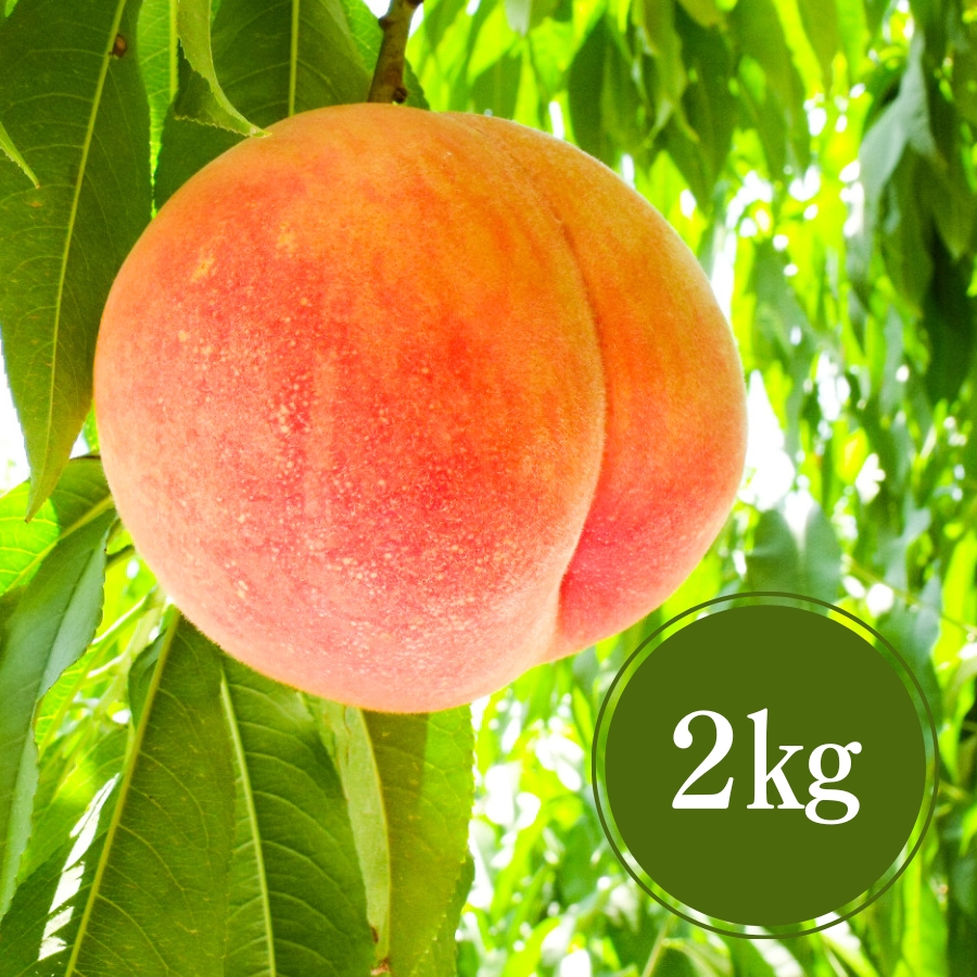 あかつき桃2kg