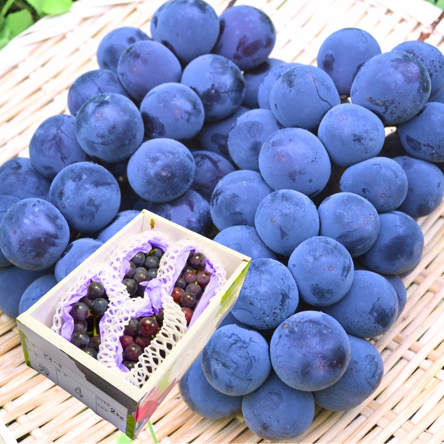 予約-山形県産ピオーネ約2kg（3〜4房）
