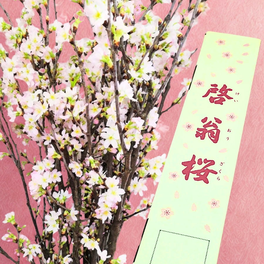 啓翁桜 80cm 8本前後 ご家庭用