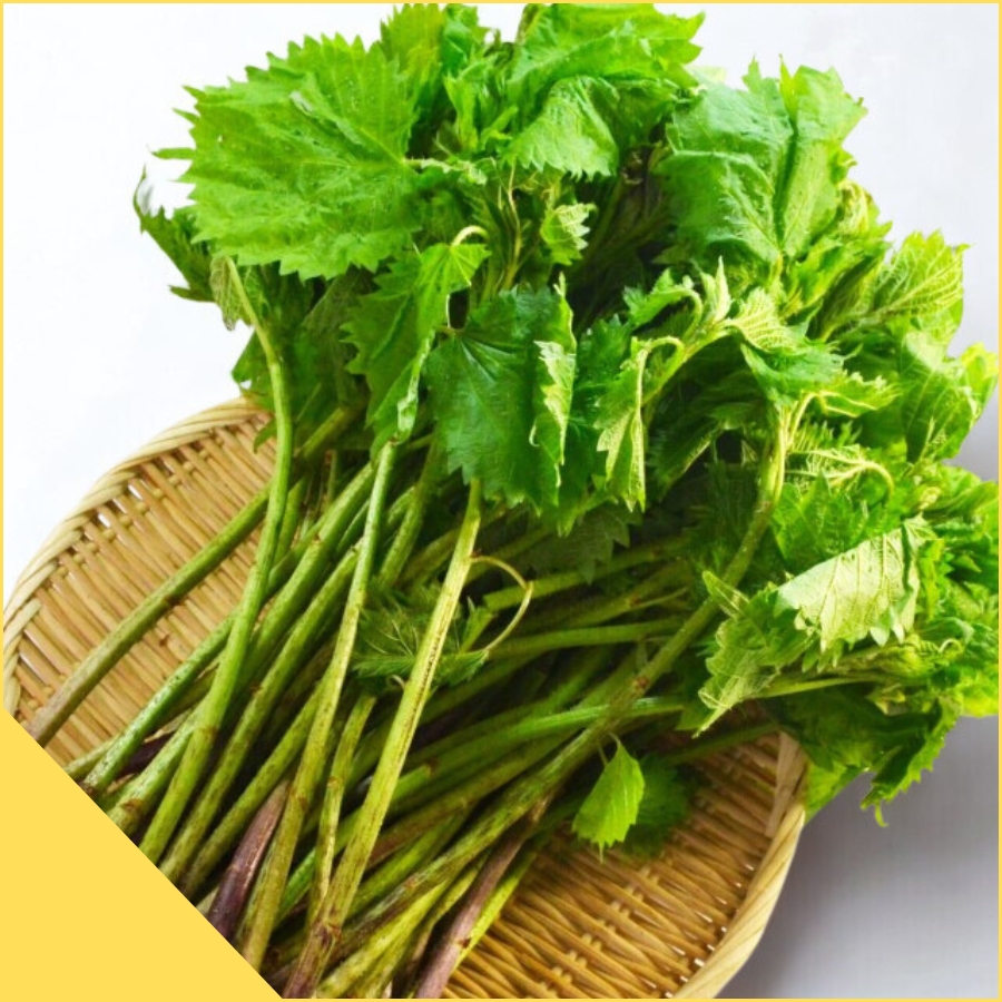 天然山菜