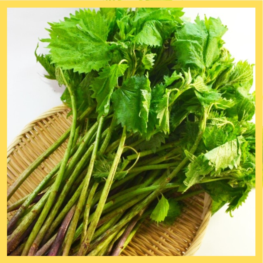 [S-8]天然あいこ5束