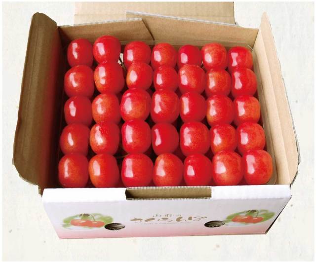 予約[D-1] 天野農園 佐藤錦 並び詰め500g L玉