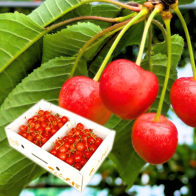 予約[A-1] 天野農園 佐藤錦バラ詰め1kg