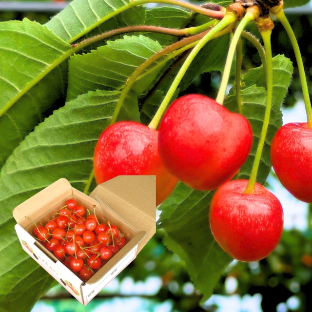 予約[B-1] 天野農園 佐藤錦バラ詰め500g