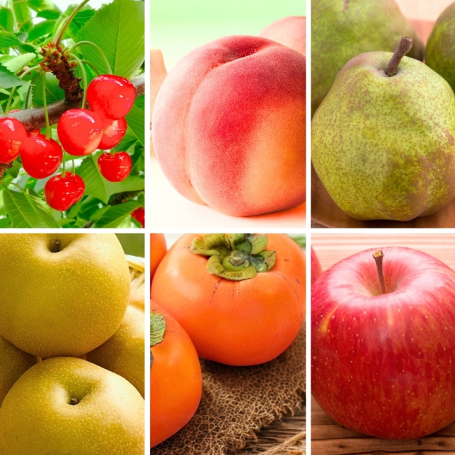 くだもの頒布会6回お届けコース/さくらんぼ/もも/和梨/ラフランス/庄内柿/ふじりんご