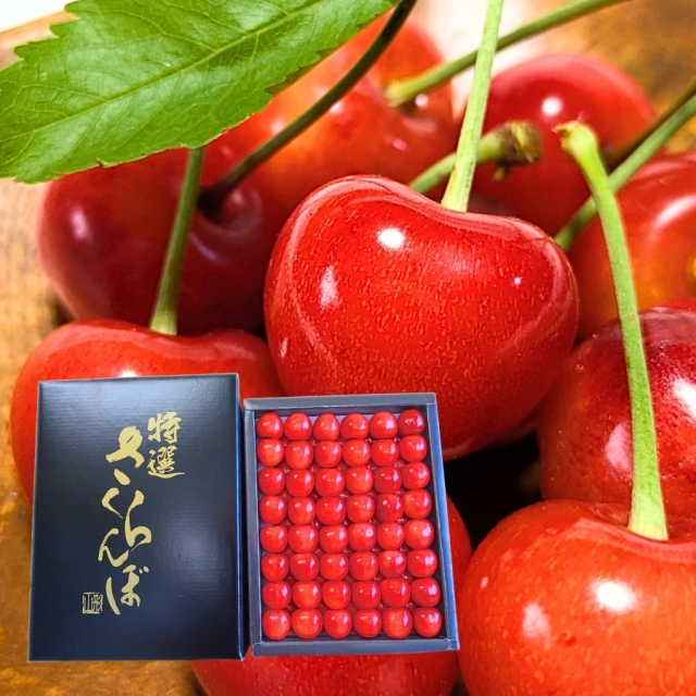 予約[Z-12] 山形県産 佐藤錦 鏡詰め500g  L以上