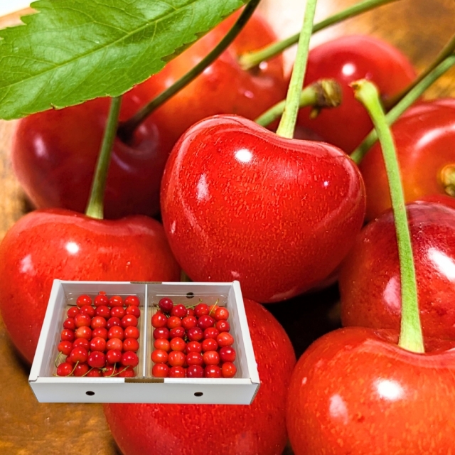 予約[Z-13] 山形県産 佐藤錦バラ詰め700g L以上