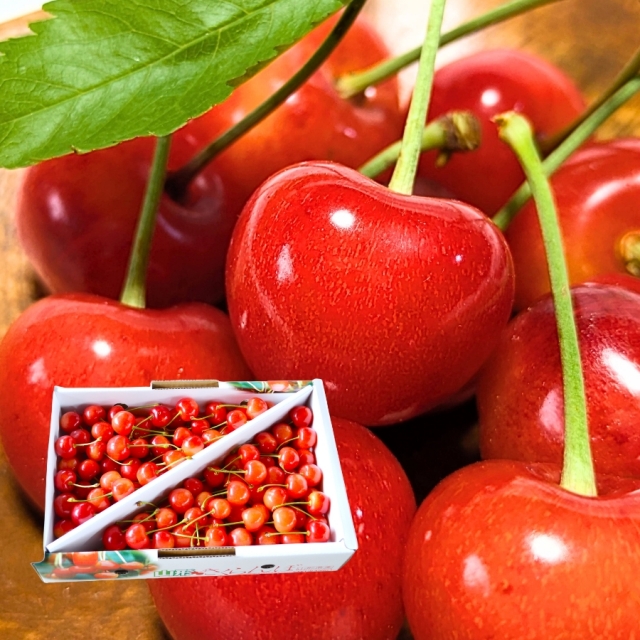 予約[Z-5] 山形県産 佐藤錦バラ詰め 1kg L以上