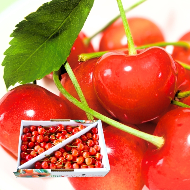 予約[Z-5] 山形県産 佐藤錦バラ詰め 1kg