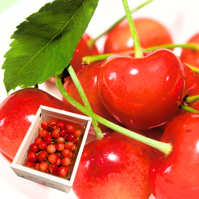 予約[Z-6] 山形県産 佐藤錦バラ詰め 500g