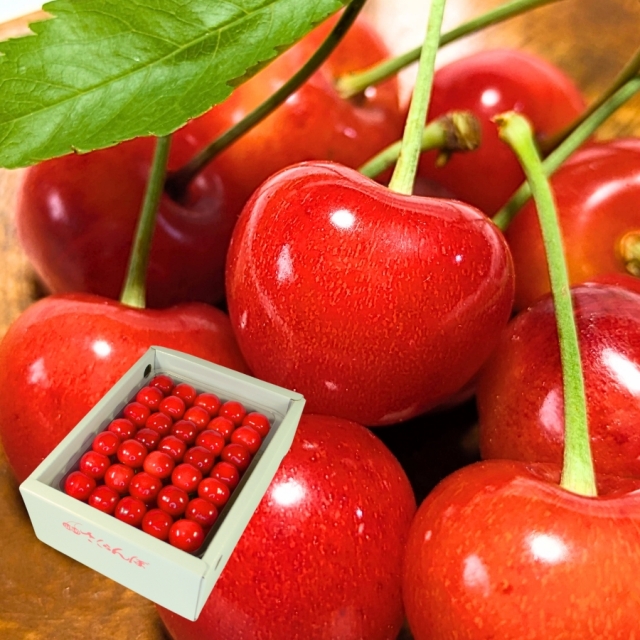 予約[Z-18] 山形県産 佐藤錦 並び詰め 500g L以上