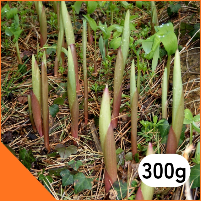 [S-18]天然あまどころ300g