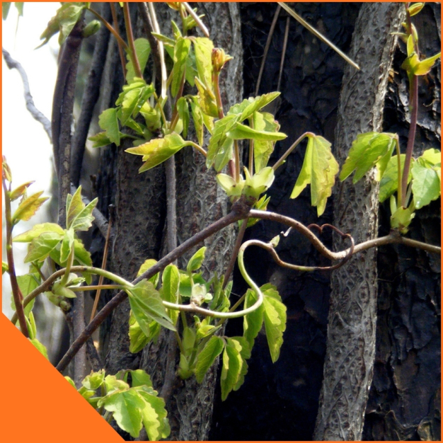 [S-20]天然木の芽（あけびの芽）100g