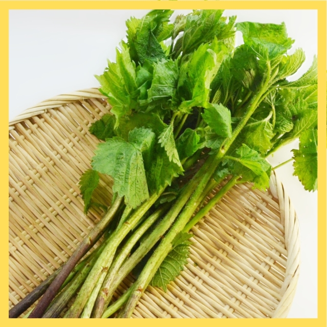 [S-7]天然あいこ1束